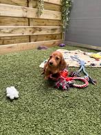 Mooie (red) Cream langharige dwergteckels, Dieren en Toebehoren, Parvo, België, 8 tot 15 weken, Dwerg