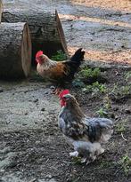 Gratis Haan Cochin Kriel en Cochin/Chabo Kriel, Dieren en Toebehoren
