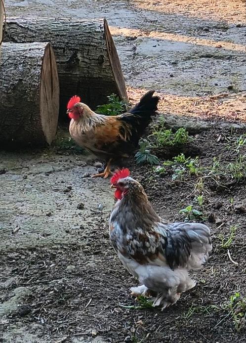 Gratis Haan Cochin Kriel en Cochin/Chabo Kriel, Dieren en Toebehoren, Pluimvee
