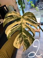 Monstera Variegata #2, Huis en Inrichting, Kamerplanten, Ophalen