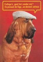 BLOEDHOND  met  PET, Verzamelen, Postkaarten | Dieren, Verzenden, Ongelopen, Hond of Kat