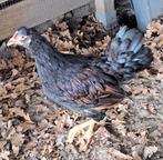 Jong Barnevelder haantje te koop, Dieren en Toebehoren, Mannelijk, Kip