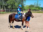 B-pony merrie, Dieren en Toebehoren, B, 7 tot 10 jaar, B pony (1.17m tot 1.27m), Recreatiepony