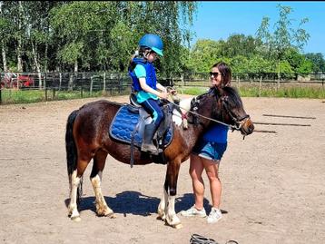 B-pony merrie, Vermifugé, Poney B (1.17 m à 1.27 m), B, Poney de récréation