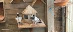 Pakistaanse hoogvliegers, Dieren en Toebehoren, Vogels | Duiven