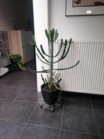 Cactus plant, Ophalen of Verzenden