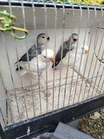 Jonge Rosseicollies, Dieren en Toebehoren