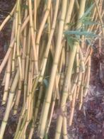 Bamboestokken, Ophalen