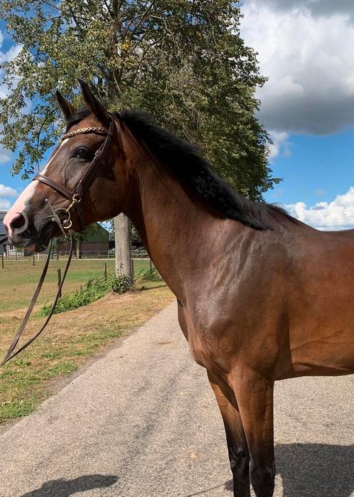 Allround merrie, Dieren en Toebehoren, Paarden, Merrie, B, 160 tot 165 cm, 7 tot 10 jaar