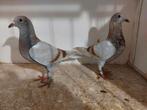 Koppel jonge duiven 2025, Meerdere dieren, Postduif