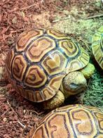 Stigmochelys pardalis  2025, Dieren en Toebehoren, Reptielen en Amfibieën, Schildpad, Tam, 0 tot 2 jaar