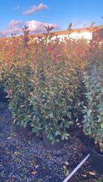 Photinia fraseri 'Red Robin' Haagplant, Jardin & Terrasse, Plantes | Jardin, Enlèvement ou Envoi