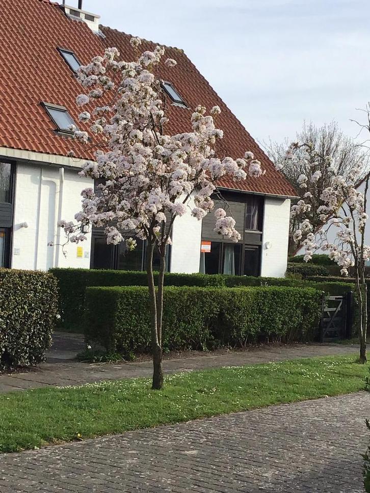Ysermonde à Nieuport., Vakantie, Vakantiehuizen | België, Antwerpen of Vlaanderen, Landhuis of Villa, Dorp, Aan zee, 3 slaapkamers