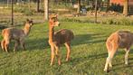 Jonge alpaca veulen, Dieren en Toebehoren, Mei, Mannelijk