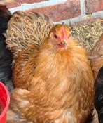 Cochin kriel kippen tekoop