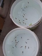 15 jonge/halfwas endler guppys, Poisson, Poisson d'eau douce