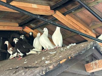 Sierduiven, Plusieurs animaux, Pigeon culbutant ou Roller