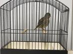 Fife Fancy, Dieren en Toebehoren, Vogels | Kanaries, Meerdere dieren, Postuurkanarie
