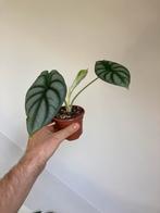 Alocasia silver dragon, Ophalen