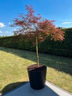Japanse Esdoorn in Zwarte pot, Tuin en Terras, Planten | Bomen, Ophalen, Herfst, Halfschaduw