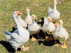 6 jonge ganzen te koop, Dieren en Toebehoren, Pluimvee, Gans of Zwaan