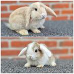 NHD x MINILOP KOPPELTJE, Dieren en Toebehoren, Konijnen, Meerdere dieren, Klein, Hangoor, 0 tot 2 jaar