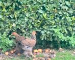Brahma goudpatrijs groothoenders, Dieren en Toebehoren, Pluimvee, Vrouwelijk, Kip