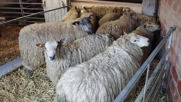 Rammen, Mâle, Mouton, 0 à 2 ans