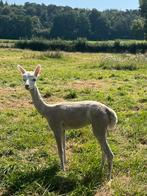 Alpaga, alpaca, Dieren en Toebehoren, Februari, Mannelijk