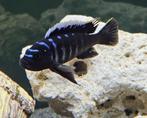 Cynothylapia ndonga deep malawi cichliden hobbykweek, Dieren en Toebehoren, Vissen | Aquariumvissen, Vis, Zoetwatervis