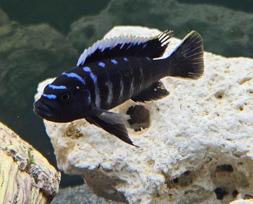 Cynothylapia ndonga deep malawi cichliden hobbykweek, Dieren en Toebehoren, Vissen | Aquariumvissen, Zoetwatervis, Vis