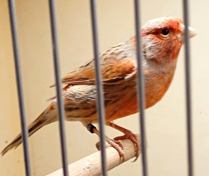 kleurkanarie, Animaux & Accessoires, Oiseaux | Canaris, Canari de couleur, Mâle