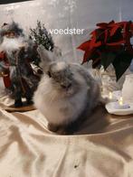 Konijnen, Dieren en Toebehoren, Vrouwelijk, Groot, Hangoor, 0 tot 2 jaar