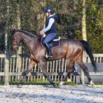 Springpaard/allround, Dieren en Toebehoren, Paarden, Z, Springpaard