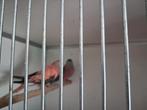 Koppel bourks, Dieren en Toebehoren