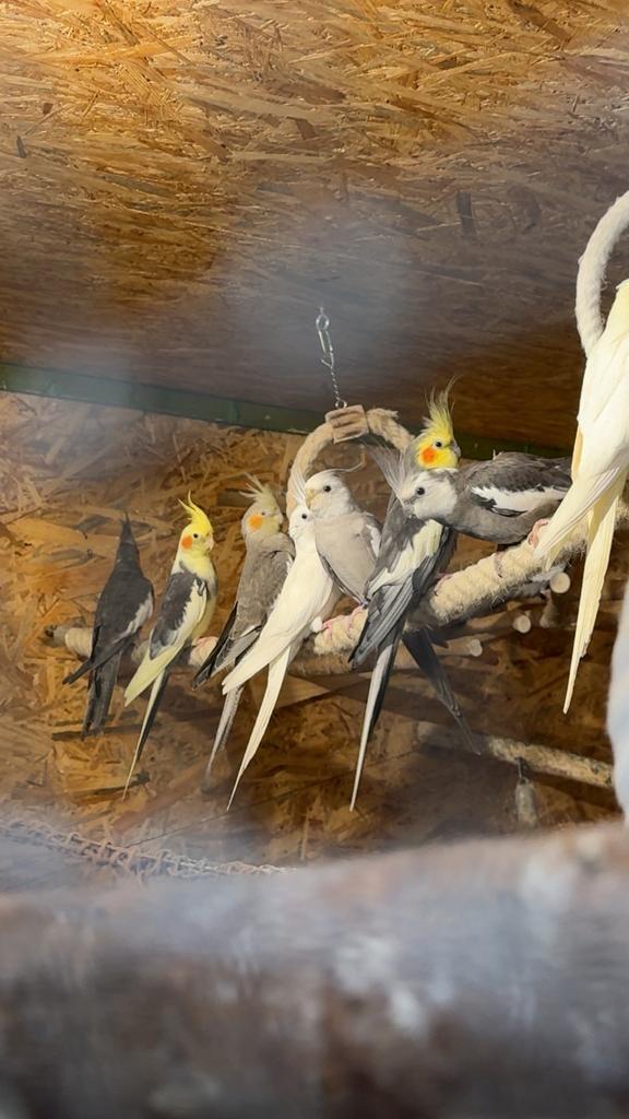 Valkparkiet, Dieren en Toebehoren, Vogels | Overige Vogels, Meerdere dieren
