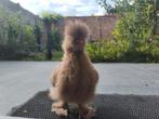 4 usa zijdehoen, Dieren en Toebehoren