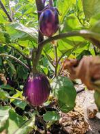 Aubergine Wild Boar - 5 zaden, Verzenden, Voorjaar, Zaad