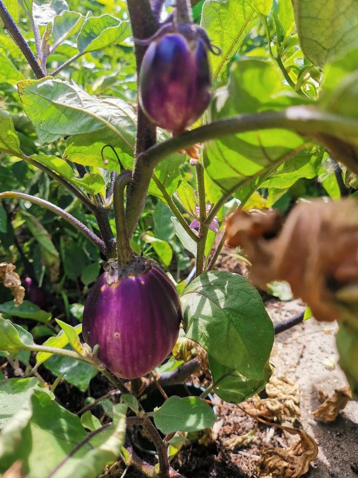 Aubergine Wild Boar - 5 zaden, Tuin en Terras, Bloembollen en Zaden, Zaad, Voorjaar, Verzenden