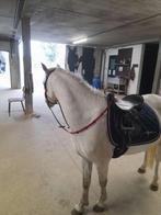 Lieve pony’s, Dieren en Toebehoren, Gechipt, Niet van toepassing, 7 tot 10 jaar, B pony (1.17m tot 1.27m)