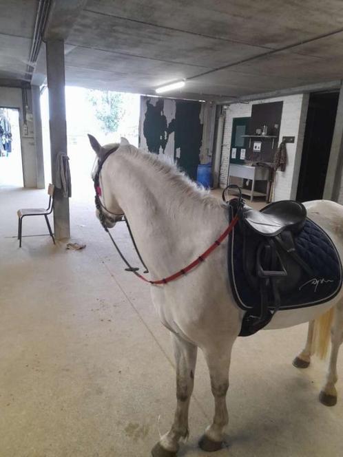 Lieve pony’s, Dieren en Toebehoren, Pony's, Meerdere dieren, Niet van toepassing, B pony (1.17m tot 1.27m), Recreatiepony, 7 tot 10 jaar