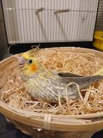 Handtamme valkparkiet cinnamon opaline pop 2025, Dieren en Toebehoren, Vogels | Parkieten en Papegaaien, Vrouwelijk, Parkiet, Geringd