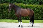 Mooie, lieve Apache x Special D merrie, Dieren en Toebehoren, Paarden, Merrie, Gechipt, M, Dressuurpaard