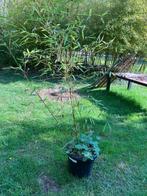 bamboe Phyllostachys Parfifolia, Tuin en Terras, Planten | Struiken en Hagen, Ophalen, Bamboe, 100 tot 250 cm