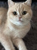 Poes British Blue Golden met stamboom, Poes, Gechipt, 0 tot 2 jaar