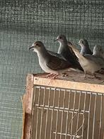 Diamantduifjes, Dieren en Toebehoren, Vogels | Overige Vogels