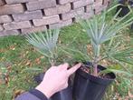 Zeldzame hybride winterharde palmbomen (goto 3-4)., Tuin en Terras, In pot, Halfschaduw, Ophalen of Verzenden, Lente