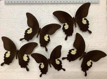 5x grote VLINDERS, 25 € SAMEN beschikbaar voor biedingen
