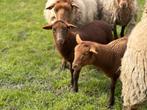 Zuiver stamboek ardense voskop, Dieren en Toebehoren, Schapen, Geiten en Varkens, Meerdere dieren, Schaap, 0 tot 2 jaar