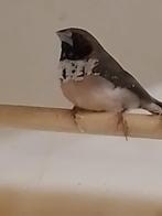 1-0 Witborst rietvink., Dieren en Toebehoren, Vogels | Overige Vogels